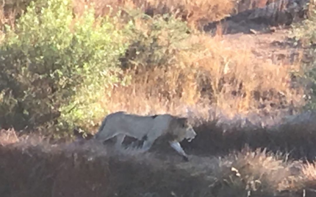 Hot air Balloon flight over a pride of lions.