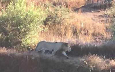 Hot air Balloon flight over a pride of lions.