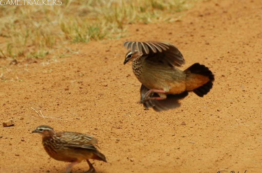 Pilanesberg Birds 3.