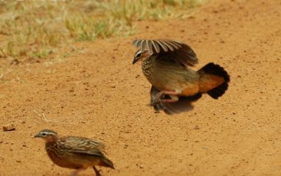 Pilanesberg Birds 3.