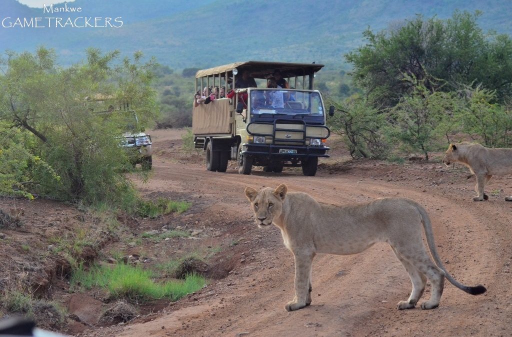 The traffic and roadblocks we deal with…Bush Roadblocks.