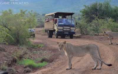 The traffic and roadblocks we deal with…Bush Roadblocks.