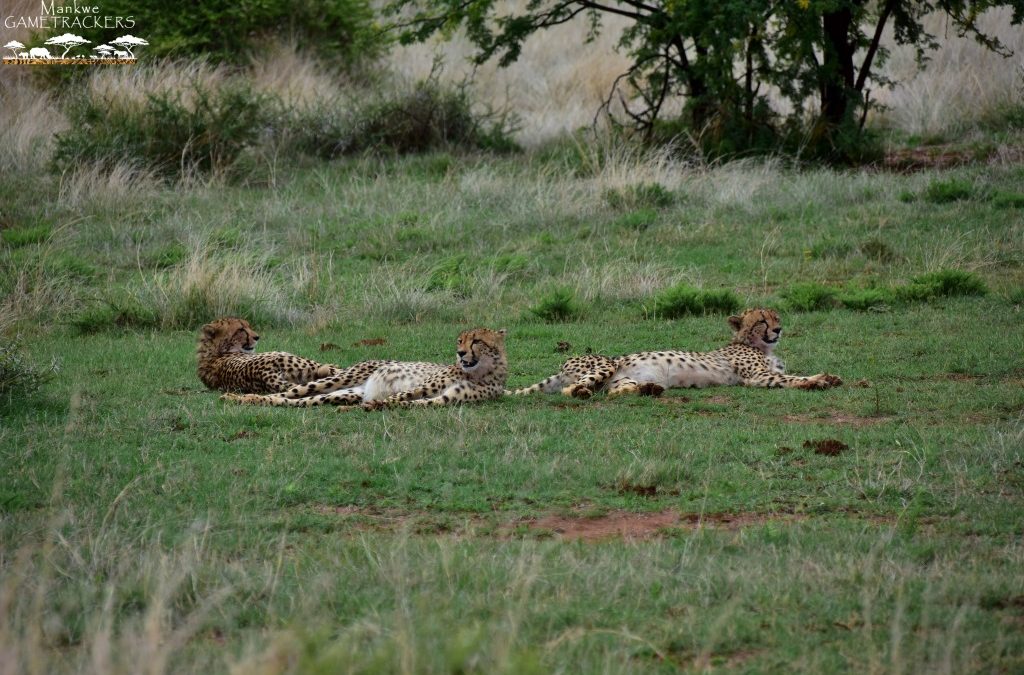 What a sighting! – The three young Cheetahs with a baby Impala.