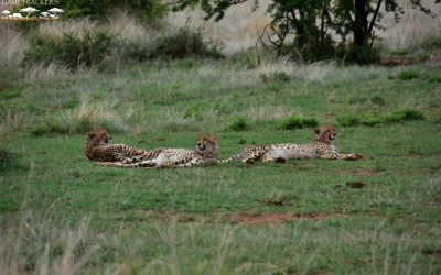 What a sighting! – The three young Cheetahs with a baby Impala.