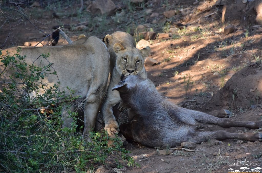 Two very patient lionesses.