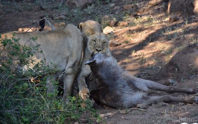 Two very patient lionesses.