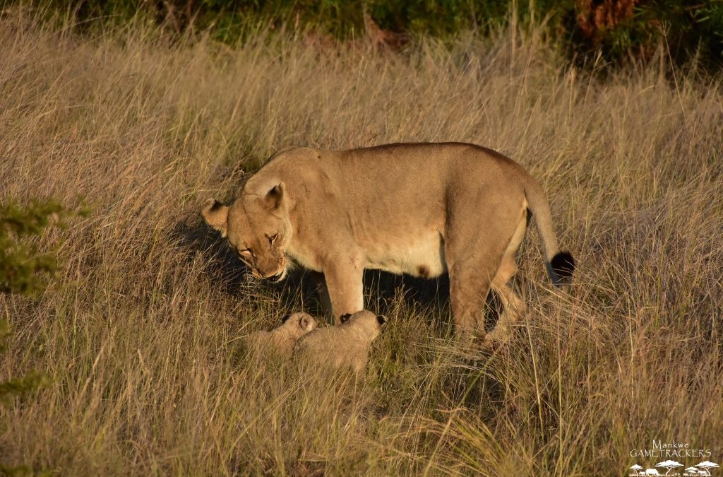 Lioness relocating her cubs.