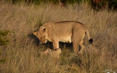 Lioness relocating her cubs.