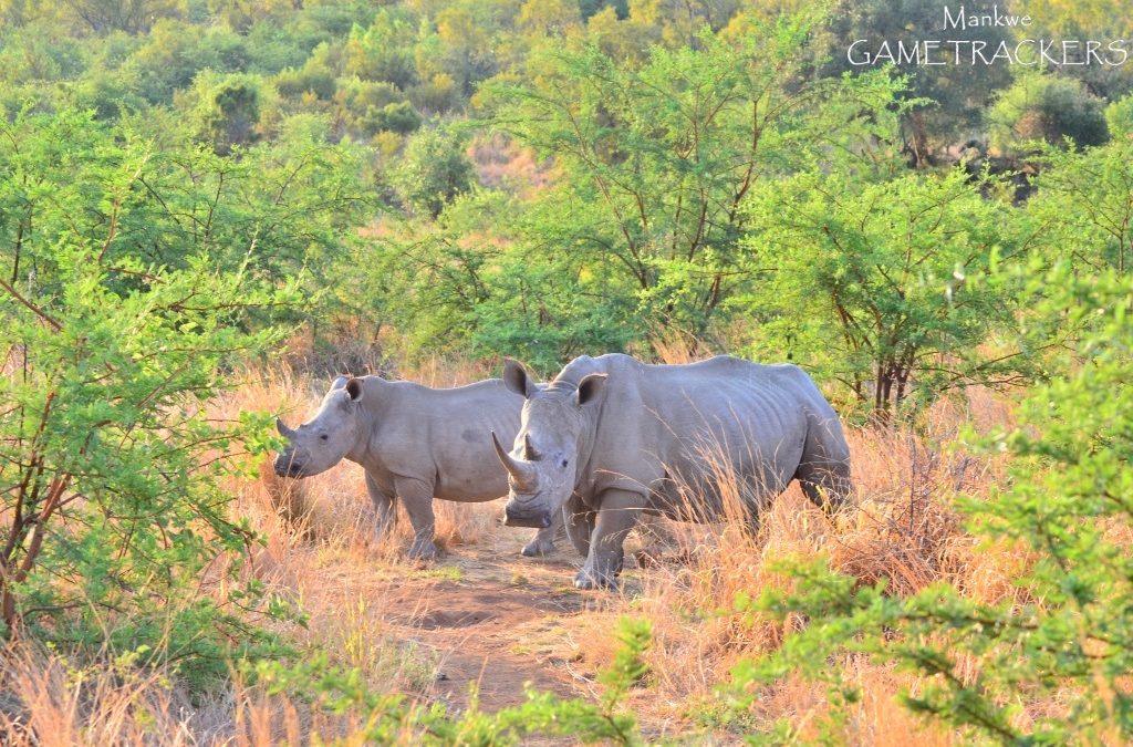 What is the difference between the black and white rhino?