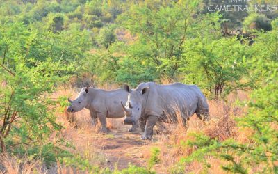 What is the difference between the black and white rhino?