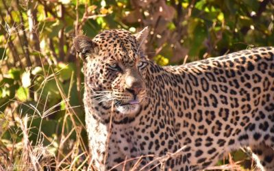 What a sighting! Two male Leopards Fight Over Warthog While it Escapes.
