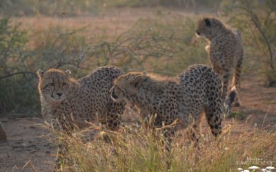 Female Cheetah Rain and her current three cubs.