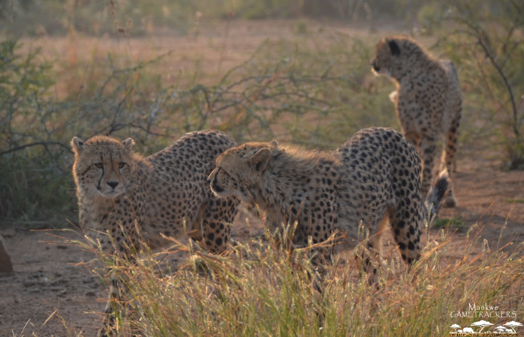 Female Cheetah Rain and her current three cubs.
