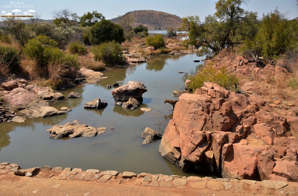 Leopard rock jumping – That’s one way to keep your paws dry.