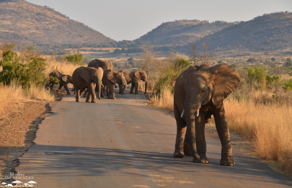 The giants of the Pilanesberg.