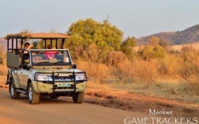 What is the best time to do a Game drive.