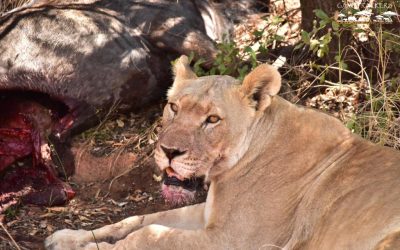 A great sighting of lions on a kill.