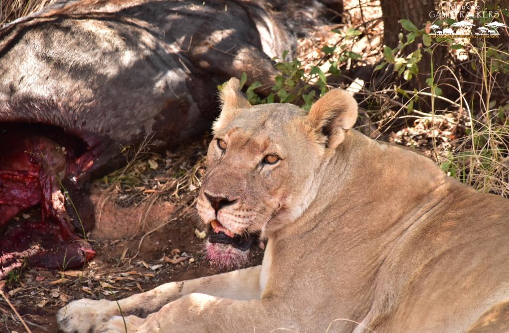 A great sighting of lions on a kill.