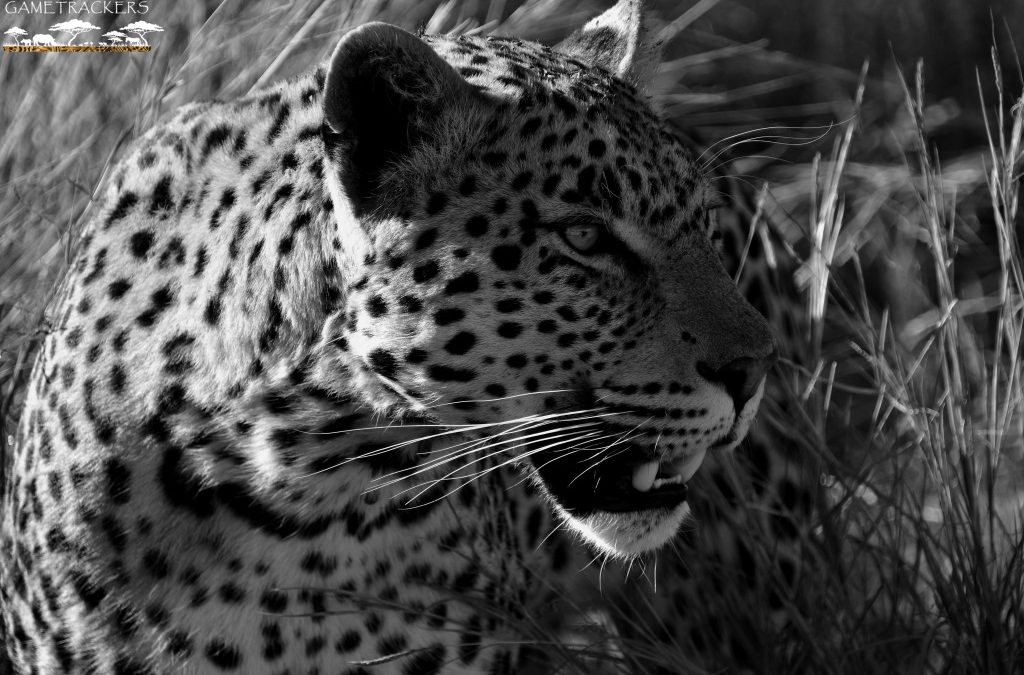 Orion- A leopard that seems to like to have his photo taken.