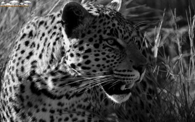 Orion- A leopard that seems to like to have his photo taken.