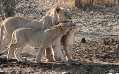 Things you may not know about Lions.
