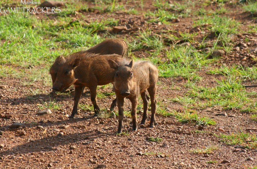 Warthog wonders