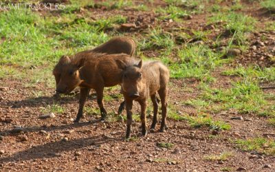 Warthog wonders