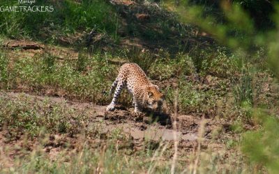 The Leopard and the Terrapin