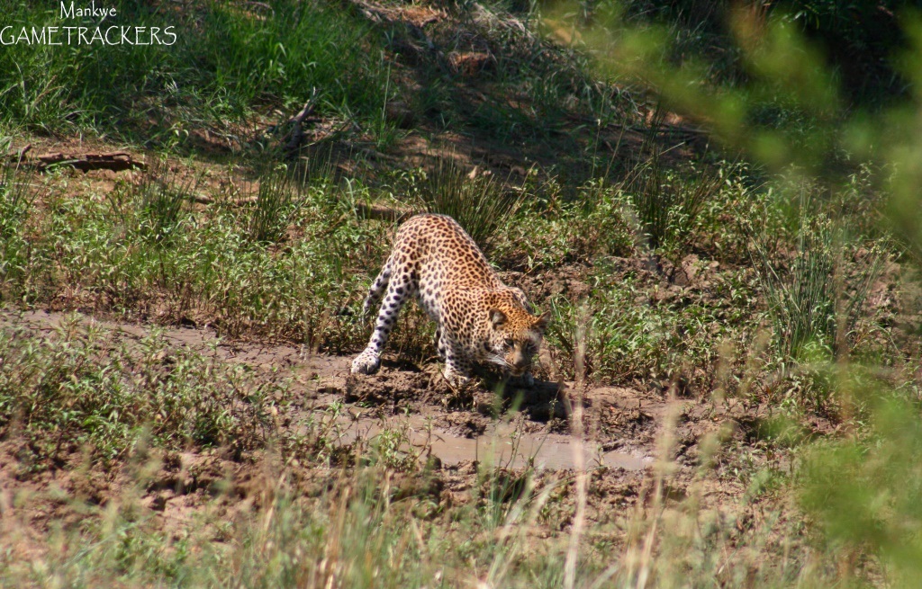 The Leopard and the Terrapin