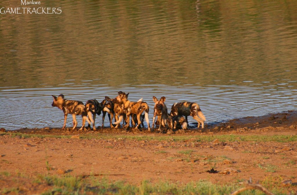 African Wild Dog.
