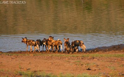 African Wild Dog.