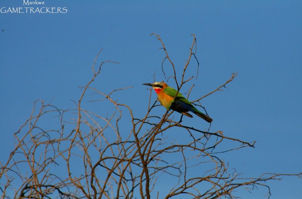 Pilanesberg Birds 2