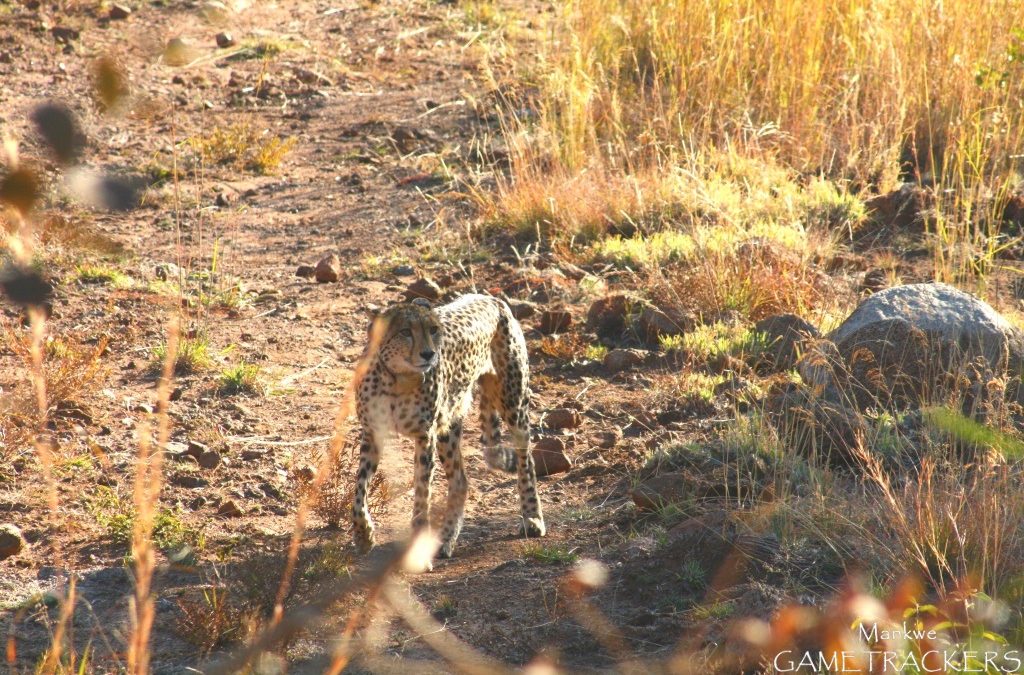 Pilanesberg’s super star “Rain”.