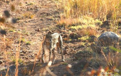 Pilanesberg’s super star “Rain”.