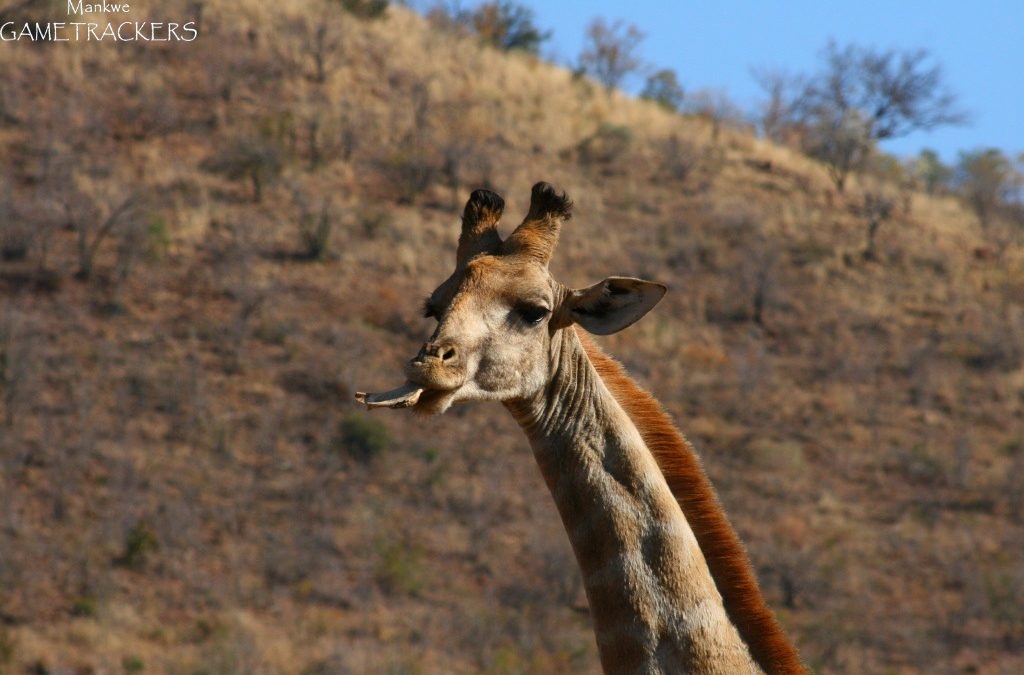 Giraffe chewing on a bone!
