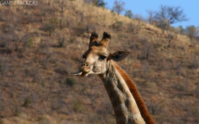Giraffe chewing on a bone!