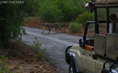 Close but no luck – A great sighting last week Thursday.