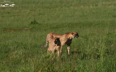 An update on the Cheetah population in Pilanesberg.