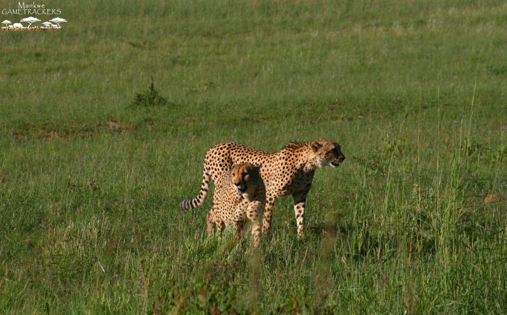 An update on the Cheetah population in Pilanesberg.