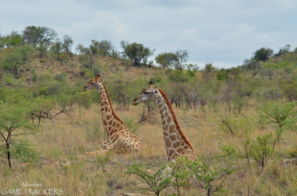 How to tell the difference between male and female Giraffes.