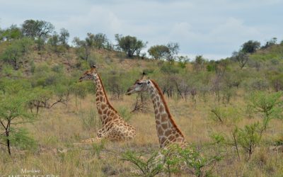 How to tell the difference between male and female Giraffes.
