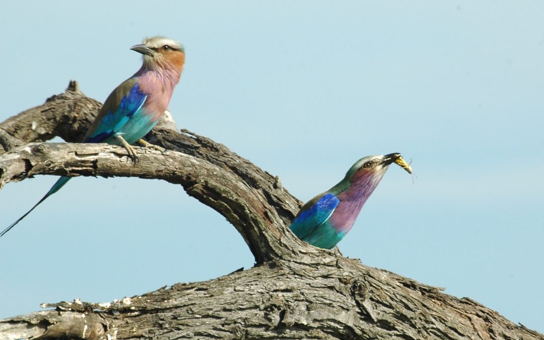 Pilanesberg Bird Watching 1