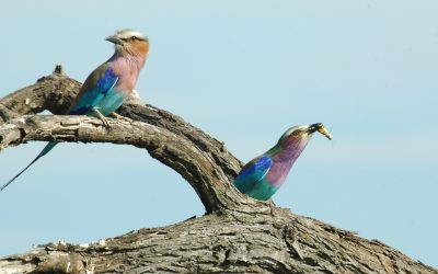 Pilanesberg Bird Watching 1