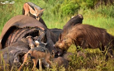 Activity around a rhino that was unfortunately poached.