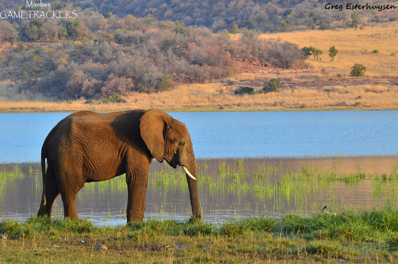Things you may not know about elephants.
