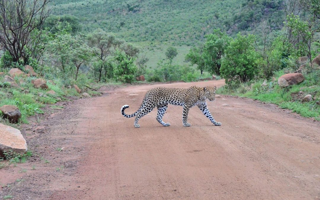 Bush Roadblocks